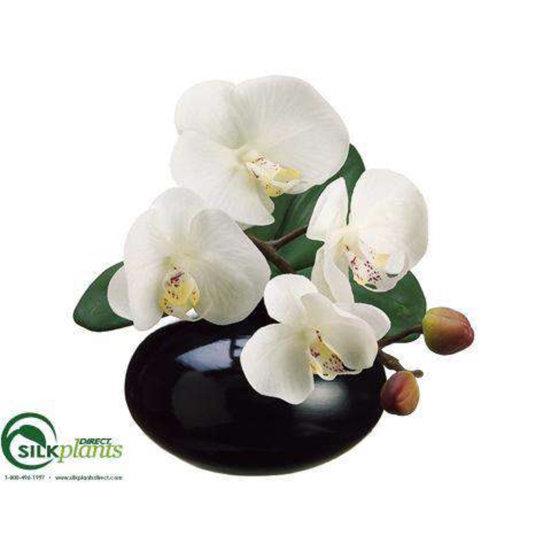 Silk Plants Direct Phalaenopsis Orchid – Cream Yellow – Pack of 6 Cream Yellow