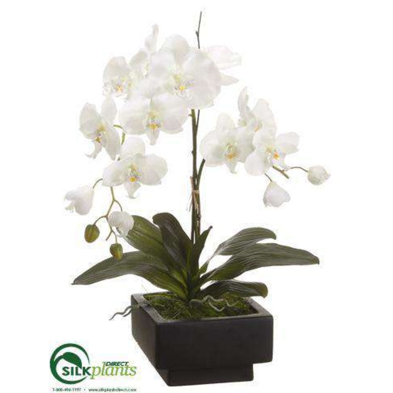Silk Plants Direct Phalaenopsis Orchid Plant – Cream Green – Pack of 1 White