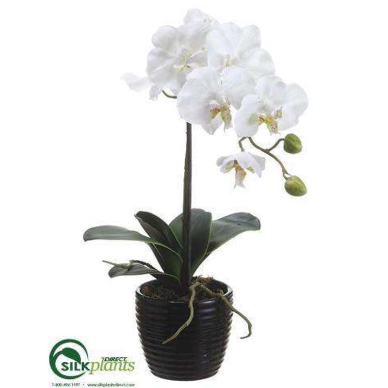 Silk Plants Direct Phalaenopsis Orchid Plant – Cream – Pack of 6 White