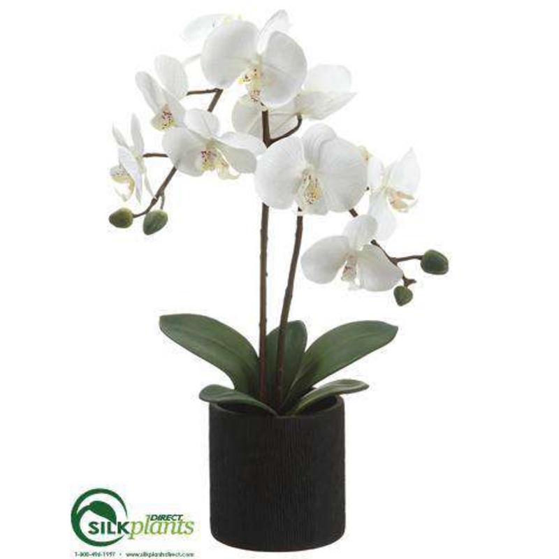 Silk Plants Direct Phalaenopsis Orchid Plant – Cream Yellow – Pack of 6 White