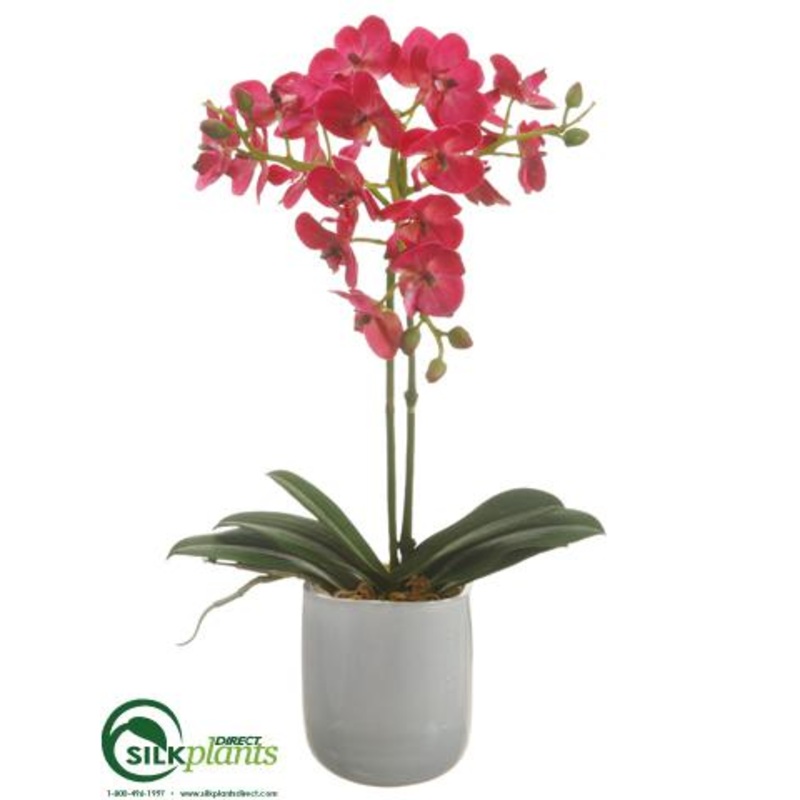 Silk Plants Direct Phalaenopsis Orchid Plant – Fuchsia – Pack of 1 White Green