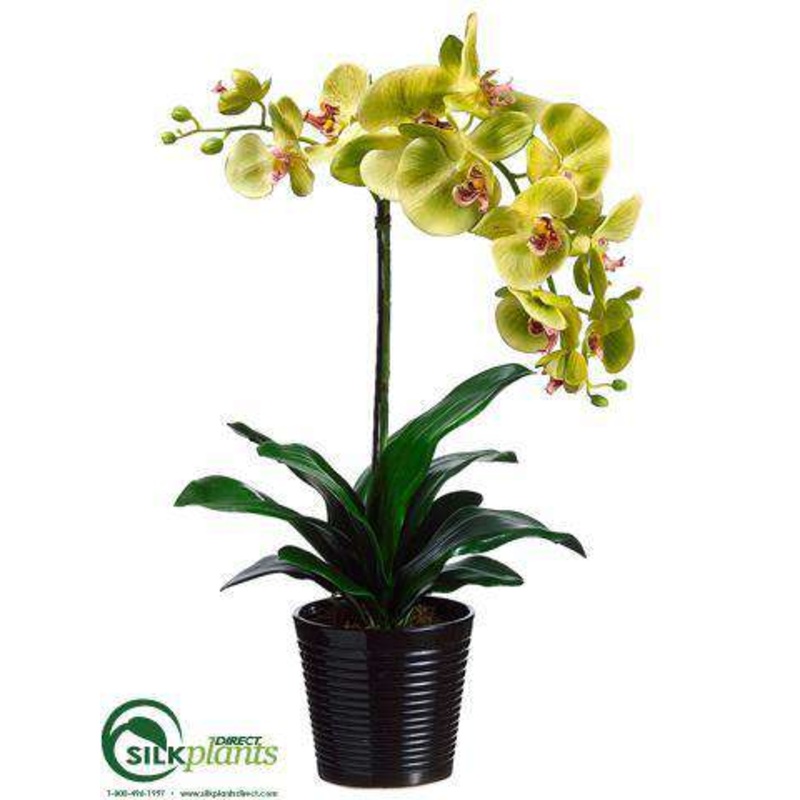 Silk Plants Direct Phalaenopsis Orchid Plant – Green Burgundy – Pack of 4 White