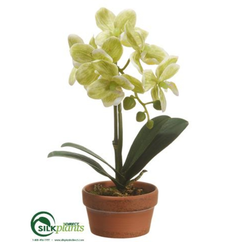 Silk Plants Direct Phalaenopsis Orchid Plant – Green – Pack of 4 White