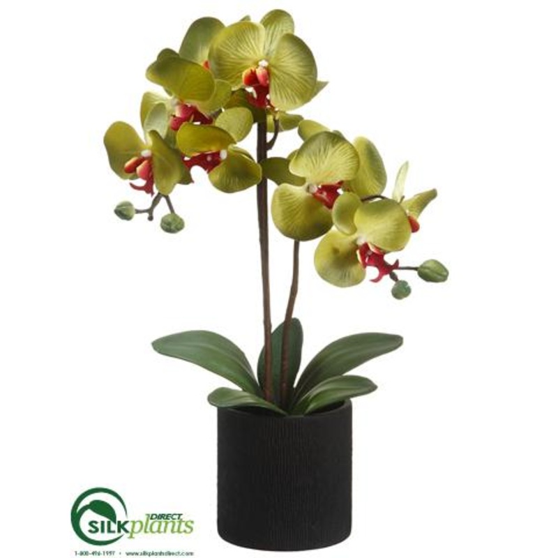 Silk Plants Direct Phalaenopsis Orchid Plant – Green – Pack of 6 White