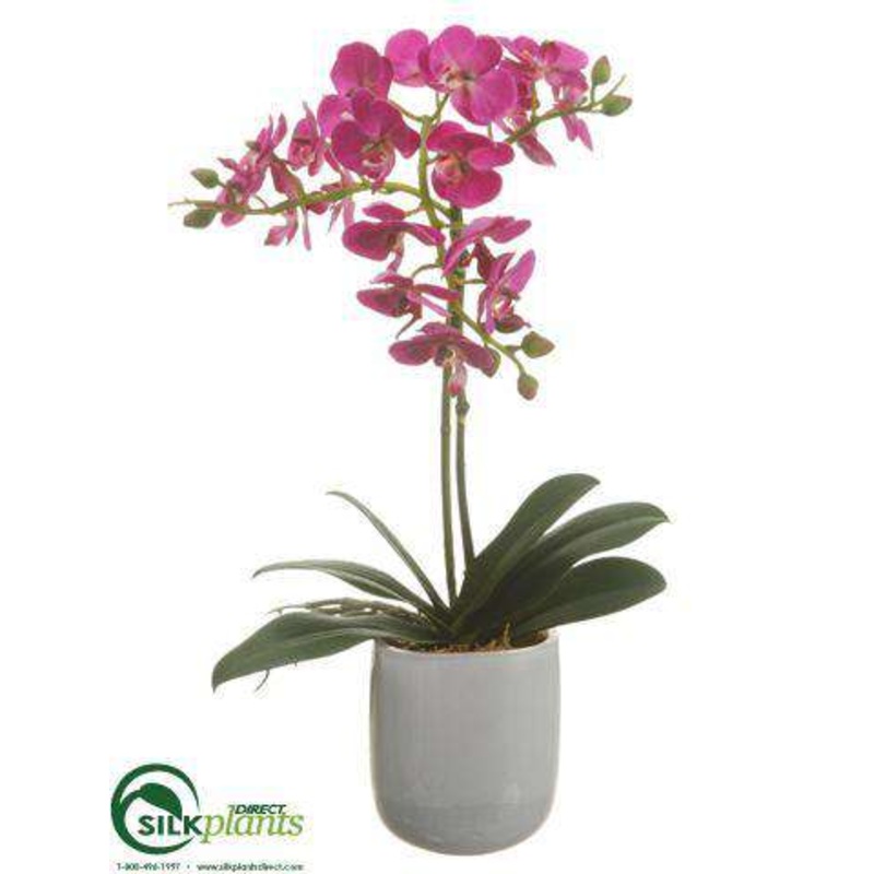 Silk Plants Direct Phalaenopsis Orchid Plant – Orchid – Pack of 1 White