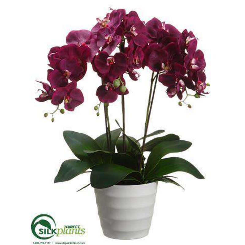 Silk Plants Direct Phalaenopsis Orchid Plant – Orchid – Pack of 2 White