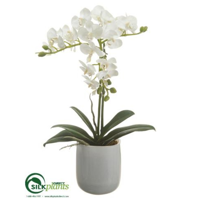Silk Plants Direct Phalaenopsis Orchid Plant – White – Pack of 1 White