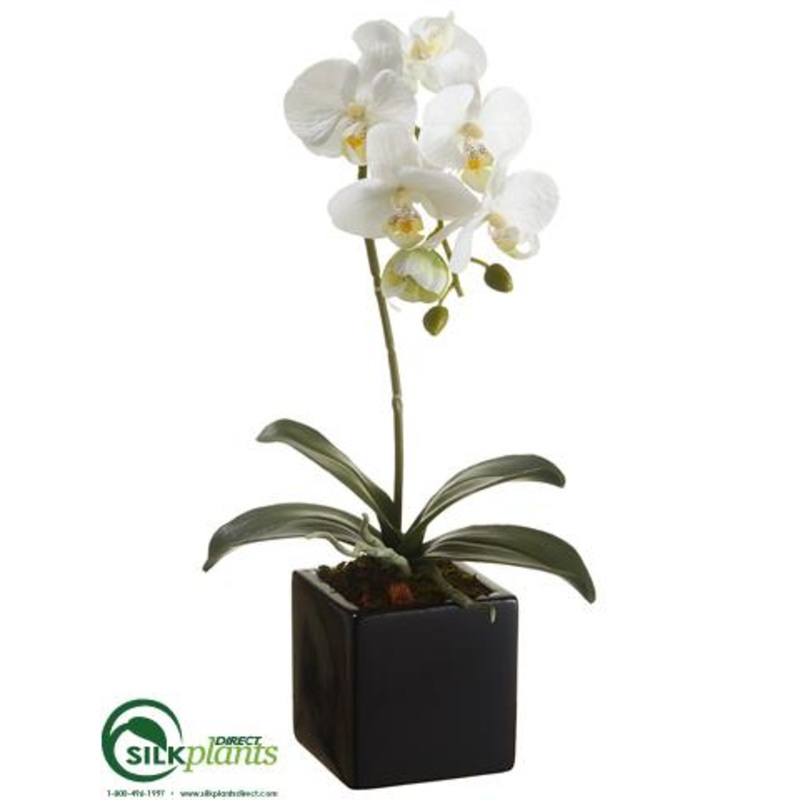 Silk Plants Direct Phalaenopsis Orchid Plant – White – Pack of 3 White