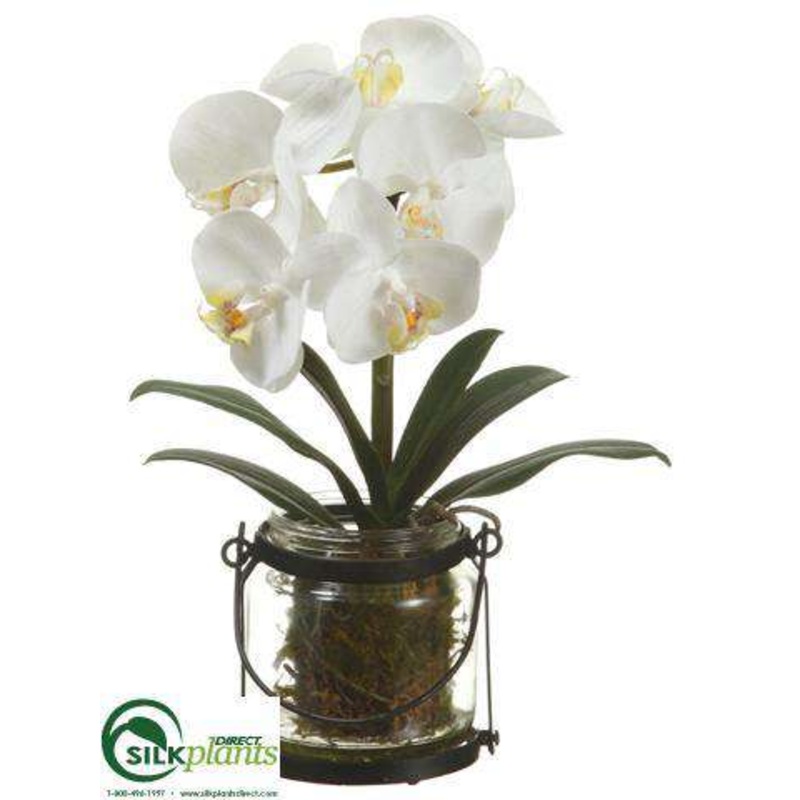 Silk Plants Direct Phalaenopsis Orchid Plant – White – Pack of 4 White