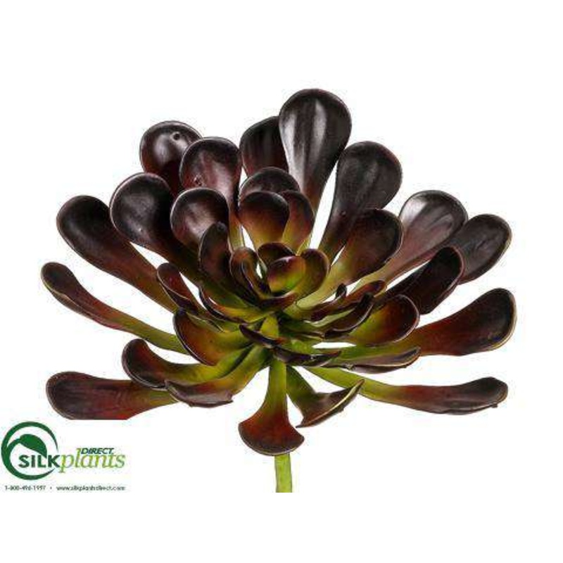 Silk Plants Direct Aeonium Plant – Burgundy Green – Pack of 6 Burgundy Green