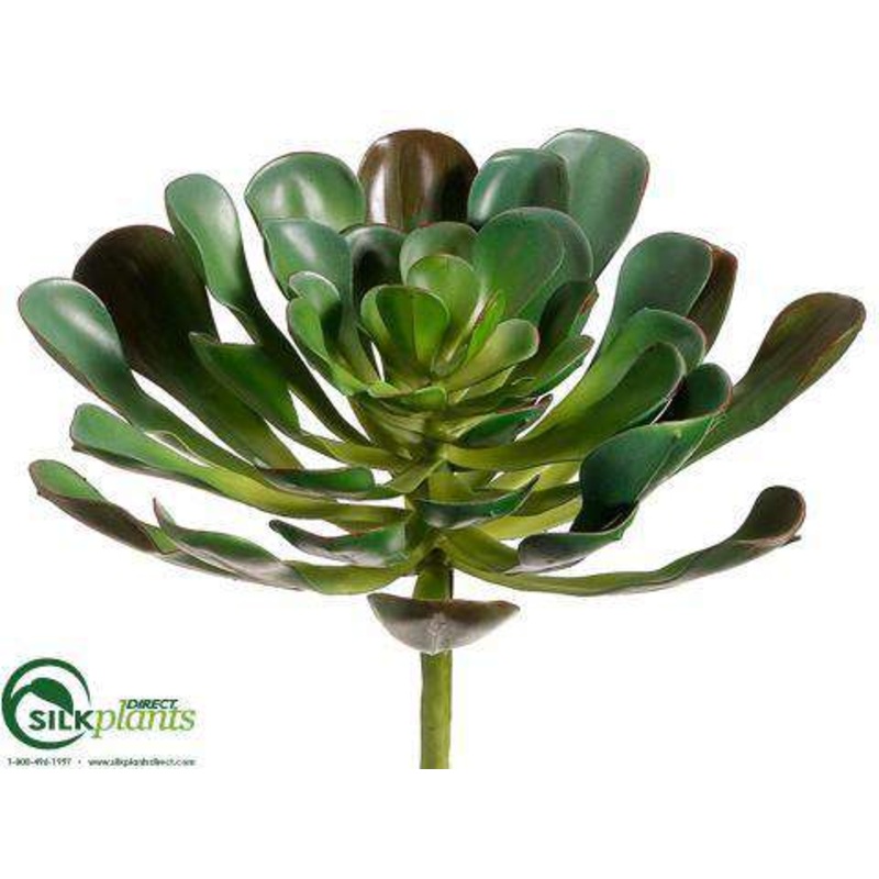 Silk Plants Direct Aeonium Plant – Green – Pack of 6 Green