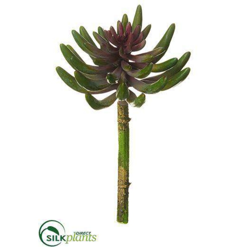 Silk Plants Direct Aeonium Pick – Green Plum – Pack of 12 Green Plum