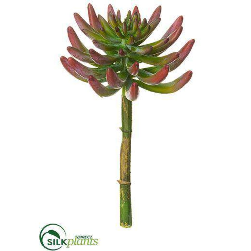 Silk Plants Direct Aeonium Pick – Green Rust – Pack of 12 Green Rust