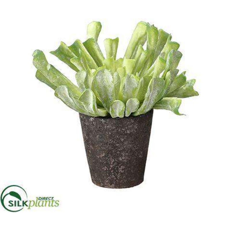 Silk Plants Direct Aeonium – Green Flocked – Pack of 3 Green Flocked