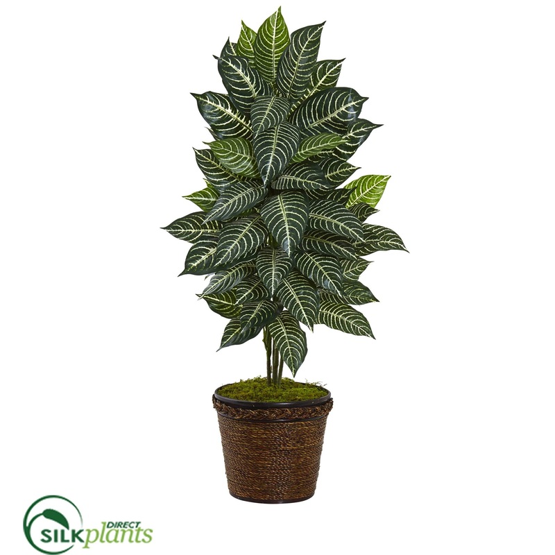 Silk Plants Direct Zebra Plant – Pack of 1