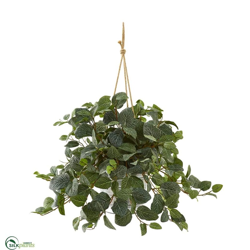 Silk Plants Direct Fittonia Artificial Plant – Pack of 1 Default Title
