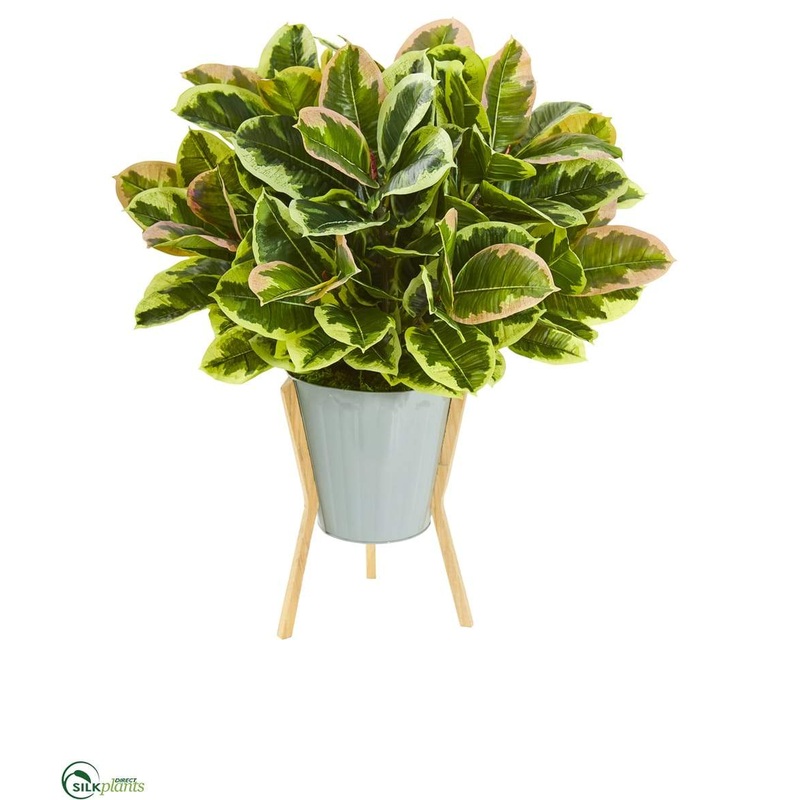 Silk Plants Direct Rubber Leaf Artificial Plant in Green Planter with Stand – Pack of 1 Default Title