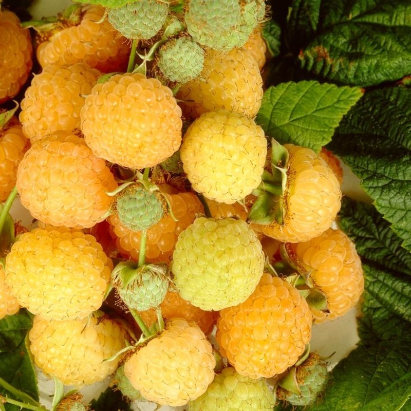 ‘All Gold’ Raspberry Plants Plant in a 3L Pot