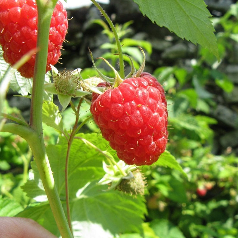 ‘Autumn Bliss’ Raspberry Plants Plant in a 3L Pot