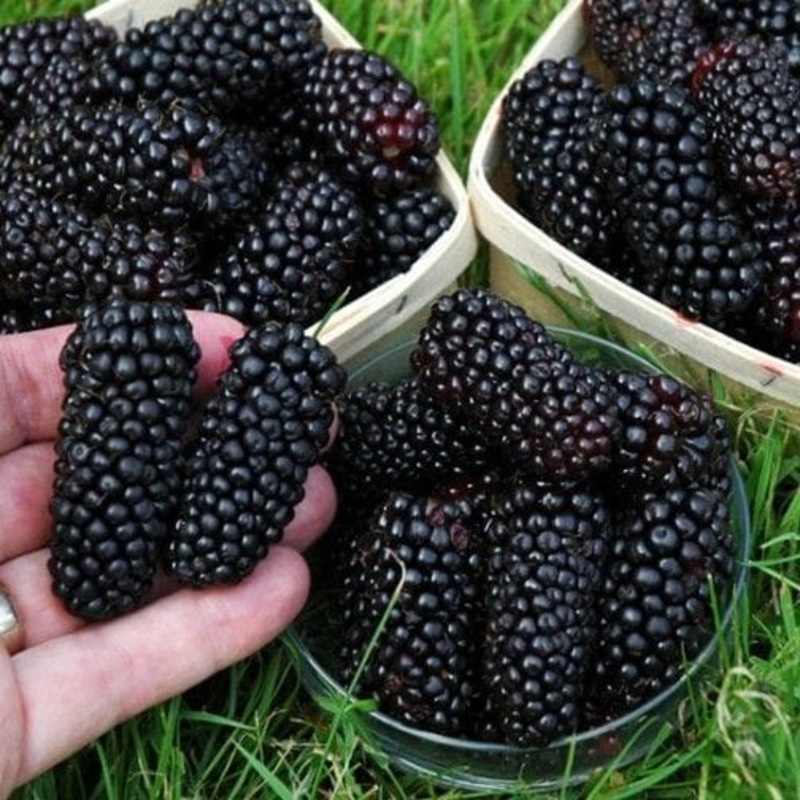 ‘Black Butte’ Blackberry Plant Plant in a 9cm Pot