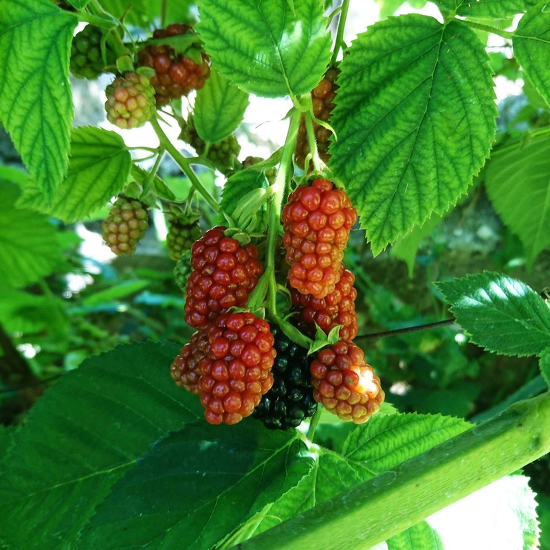 ‘Buckingham’ Thornless Tayberry Plants Plant in a 3L Pot