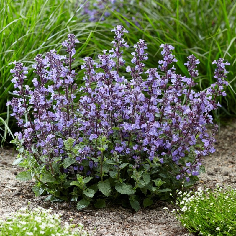 Catmint ‘Purrsian Blue’ | Nepeta Garden Ready Plant in a 1L Pot