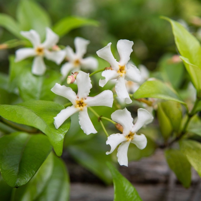 Chinese Jasmine | Trachelospermum asiaticum Plant on a 90cm Cane in a 3L Pot