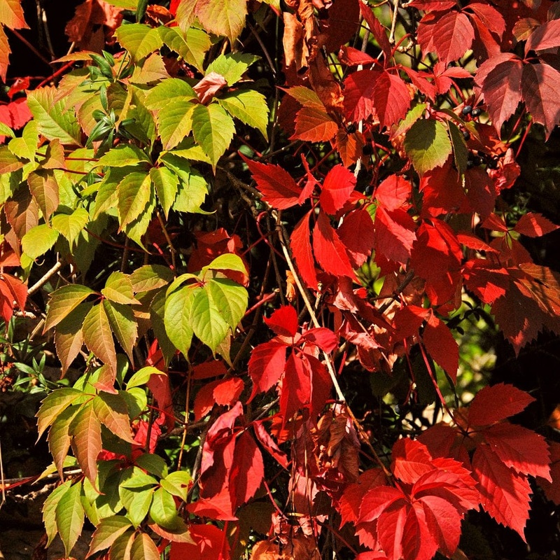 Chinese Virginia Creeper | Parthenocissus henryana Plant on a 90cm Cane in a 3L Pot