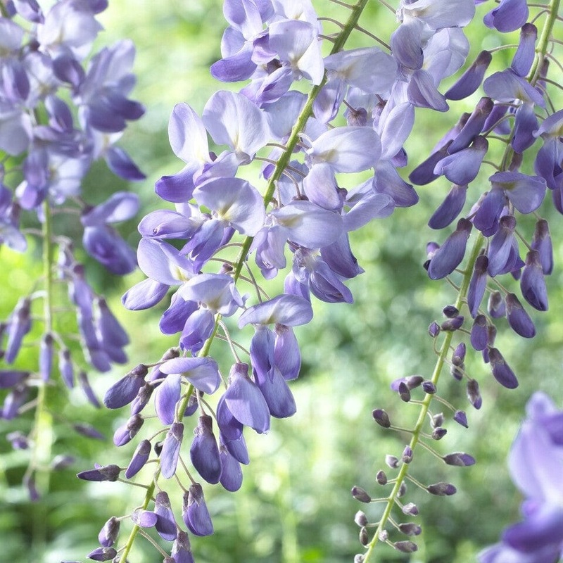 Chinese Wisteria | Wisteria sinensis ‘Prolific’ Grafted Plant on a 90cm Cane in a 3L Pot