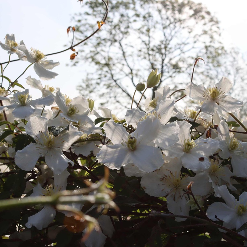 Clematis montana ‘Alba’ Plant on a 90cm Cane in a 3L Pot