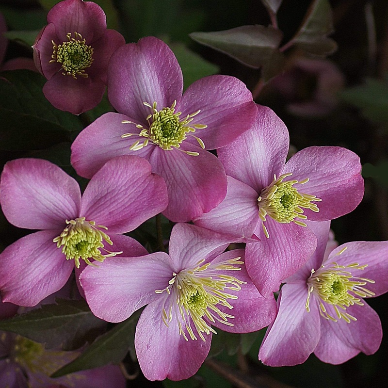 Clematis montana ‘Elizabeth’ Plant on a 90cm Cane in a 3L Pot