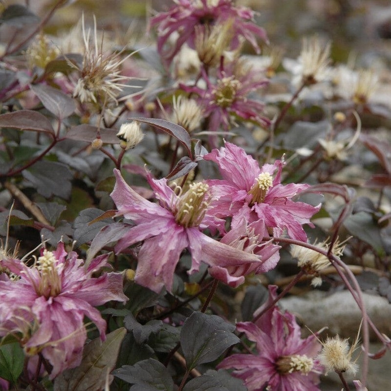 Clematis montana ‘Marjorie’ Plant on a 90cm Cane in a 3L Pot