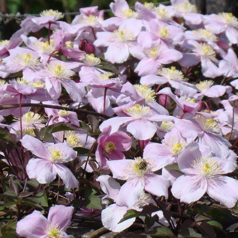 Clematis montana ‘Mayleen’ Plant on a 90cm Cane in a 3L Pot