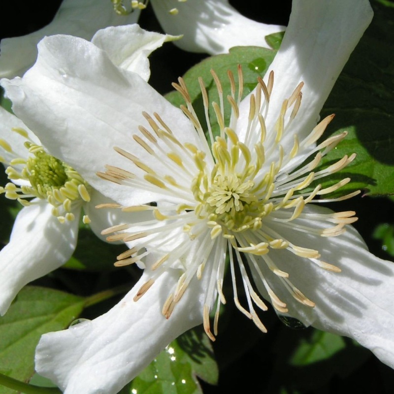 Clematis montana ‘Wilsonii’ Plant on a 90cm Cane in a 3L Pot