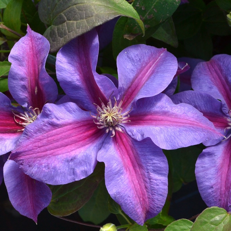 Clematis ‘Mrs Norman Thompson’ Plant on a 90cm Cane in a 3L Pot