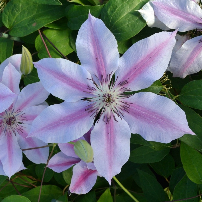 Clematis ‘Nelly Moser’ Plant on a 90cm Cane in a 3L Pot