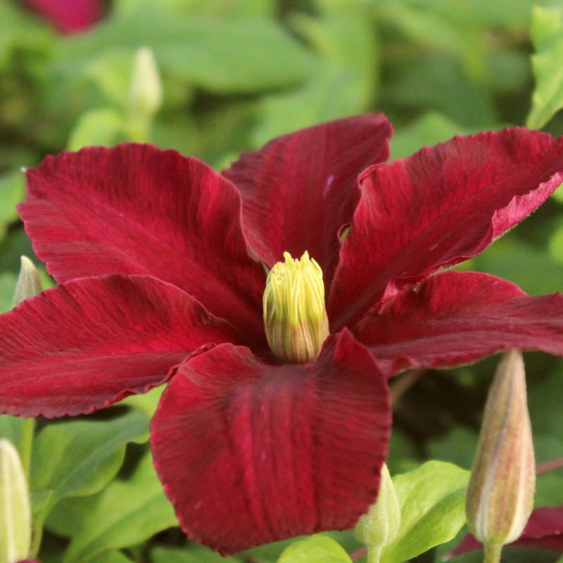 Clematis ‘Niobe’ Plant on a 90cm Cane in a 3L Pot