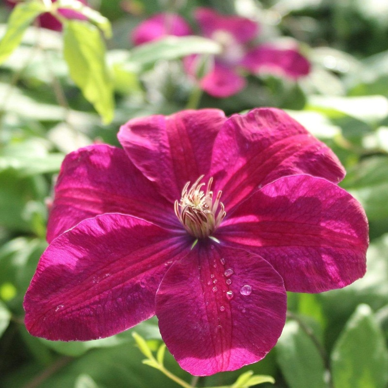 Clematis ‘Rouge Cardinal’ Plant on a 90cm Cane in a 3L Pot