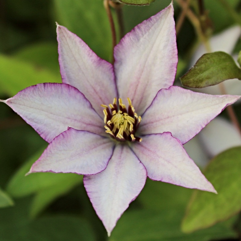 Clematis ‘Samaritan Jo’ Plant on a 90cm Cane in a 3L Pot