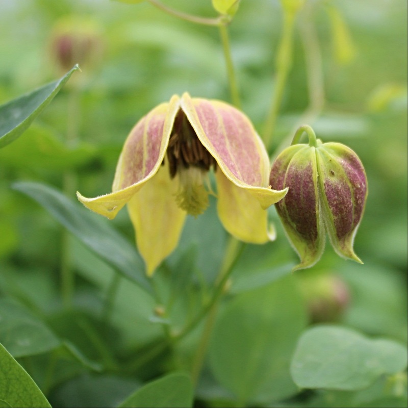Clematis tangutica ‘My Angel’ Plant on a 90cm Cane in a 3L Pot