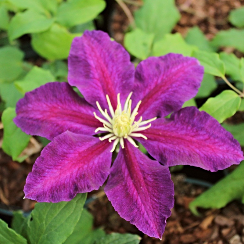 Clematis ‘The Vagabond’ Plant on a 90cm Cane in a 3L Pot