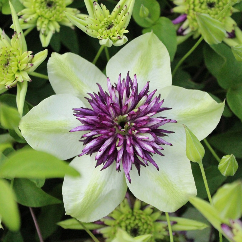 Clematis ‘Viennetta’ Plant on a 90cm Cane in a 3L Pot