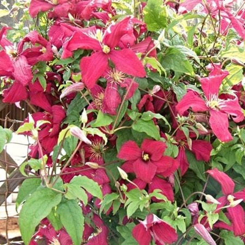 Clematis viticella ‘Madame Julia Correvon’ Plant on a 90cm Cane in a 3L Pot