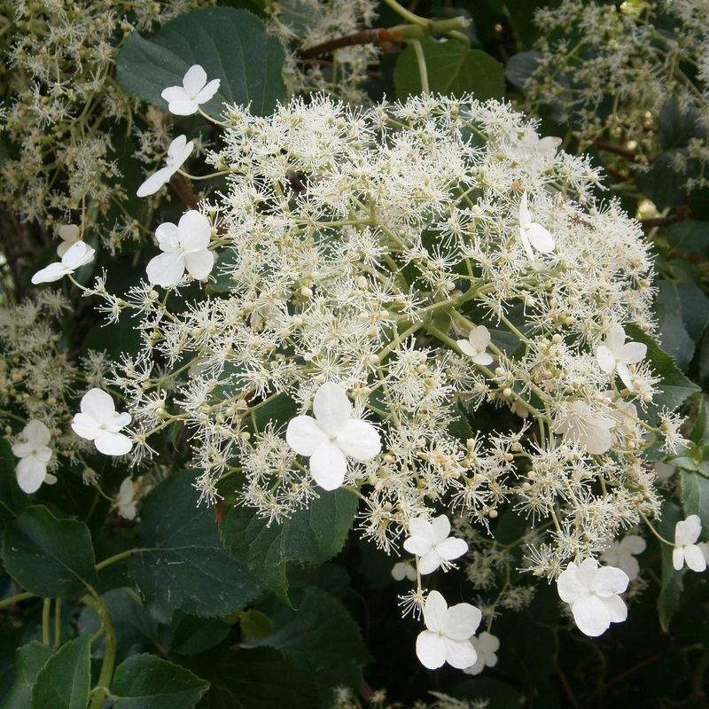 Climbing Hydrangea | Hydrangea petiolaris Plant on a 90cm Cane in a 3L Pot