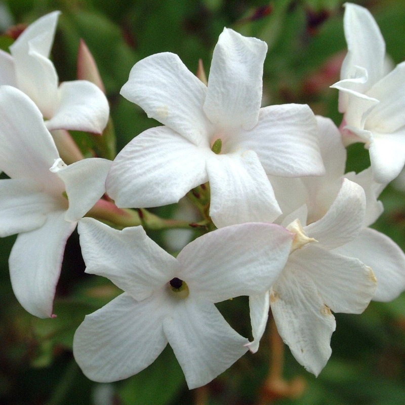 Common Jasmine | Jasminum officinale Plant on a 90cm Cane in a 3L Pot