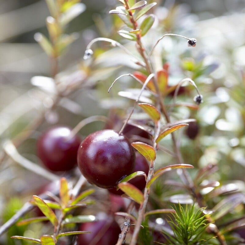 Cranberry Plant Plant in a 3L Pot