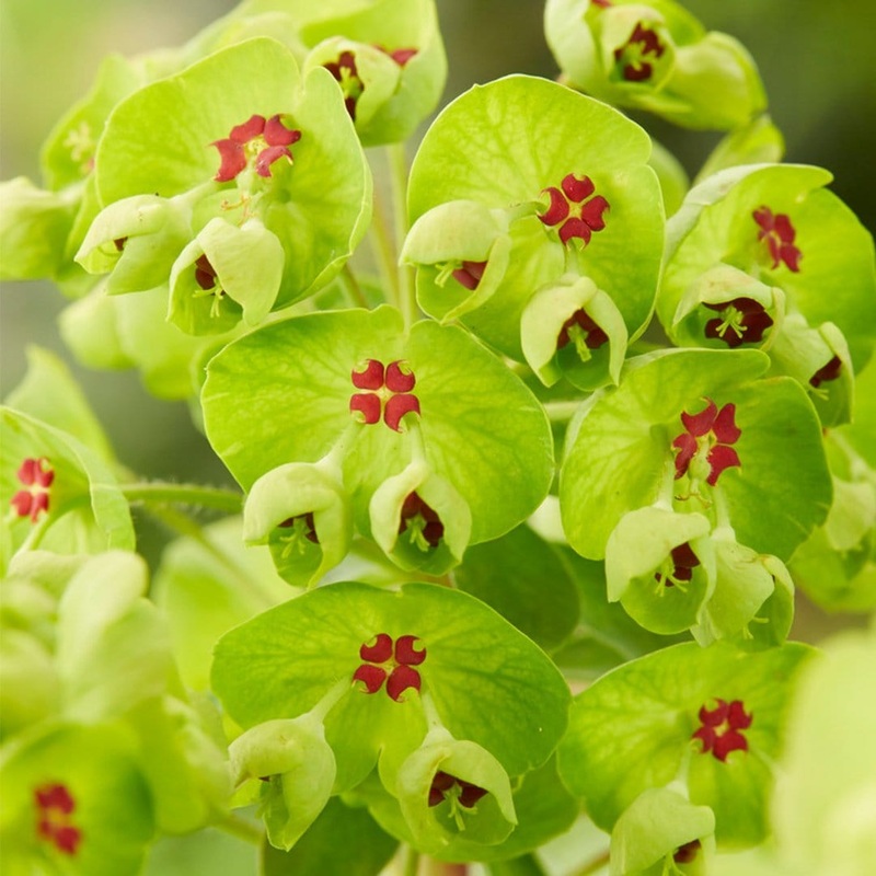 Euphorbia ‘Ascot Rainbow’ Premium Plant in a 2L Pot