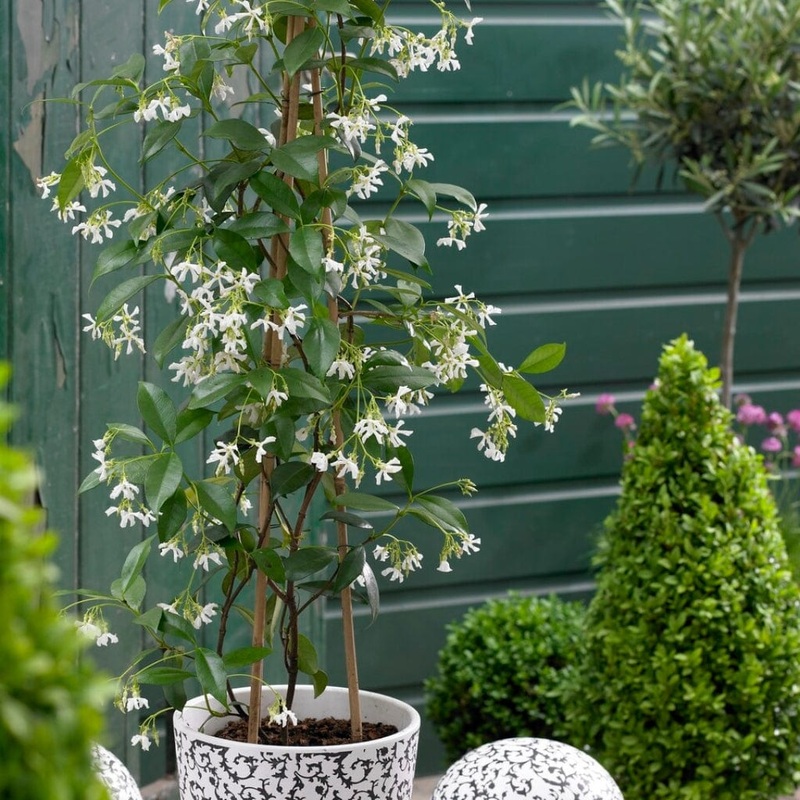 Evergreen Star Jasmine | Trachelospermum jasminoides Plant in a 2L Pot