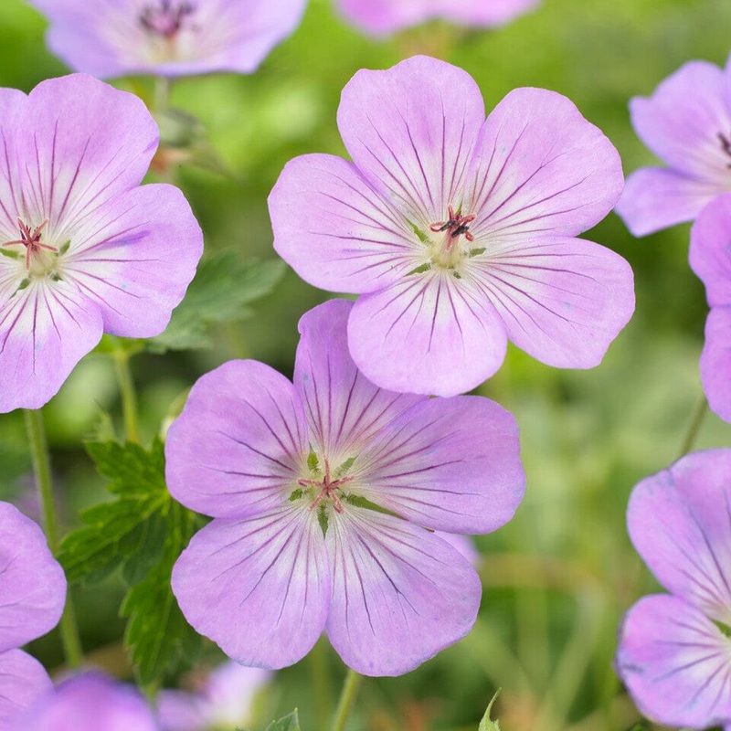 Geranium ‘Azure Rush’