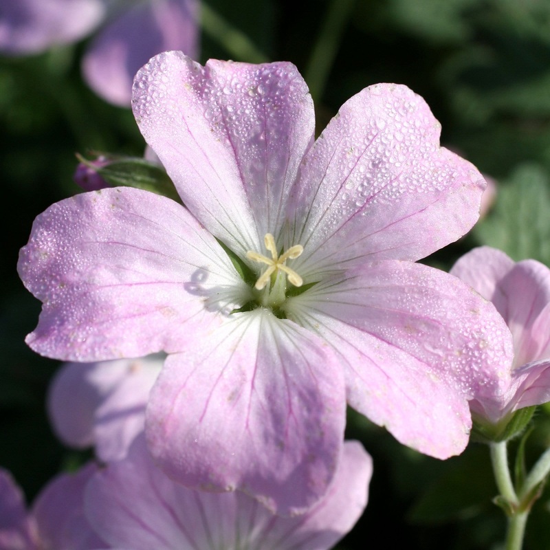 Geranium ‘Dreamland’ Garden Ready Plant in a 1L Pot